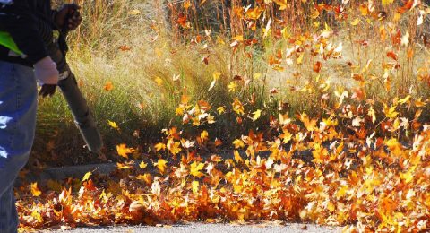 Fall Clean Up, Leaf Removal Services from Precision Lawn Care