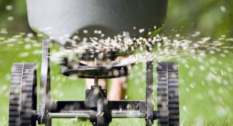 Overseeding Services | Precision Lawn Care