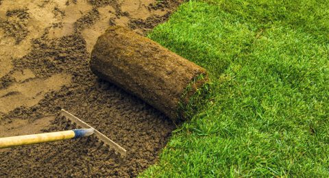 Sod Installation Services | Precision Lawn Care