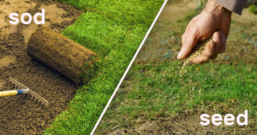 Sod vs Seed Lawn Installation | Precision Lawn Care